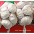 pure white garlic from China